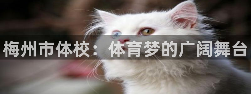必一运动app